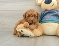 6 week old Poodle Puppy For Sale - Simply Southern Pups