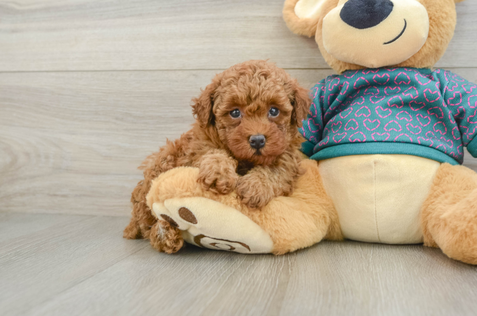 6 week old Poodle Puppy For Sale - Simply Southern Pups