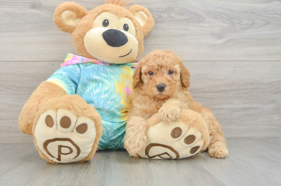 5 week old Poodle Puppy For Sale - Simply Southern Pups