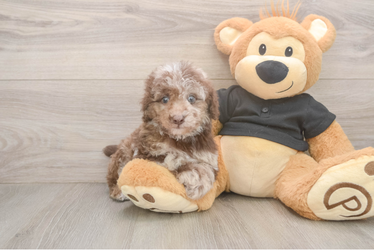 Playful Poodle Purebred Pup