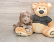 7 week old Poodle Puppy For Sale - Simply Southern Pups