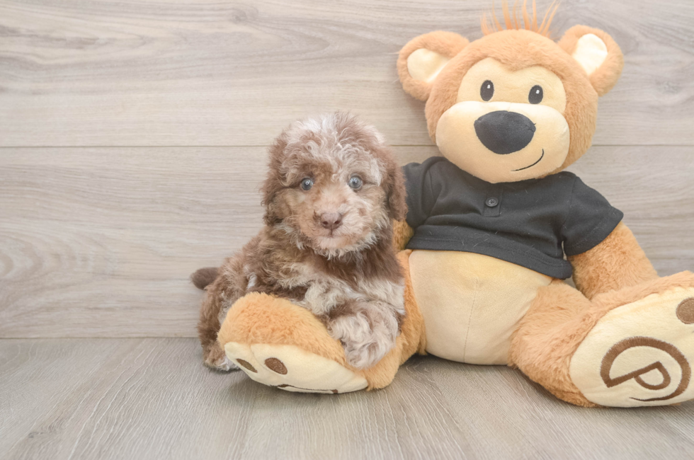 6 week old Poodle Puppy For Sale - Simply Southern Pups