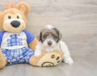 8 week old Poodle Puppy For Sale - Simply Southern Pups