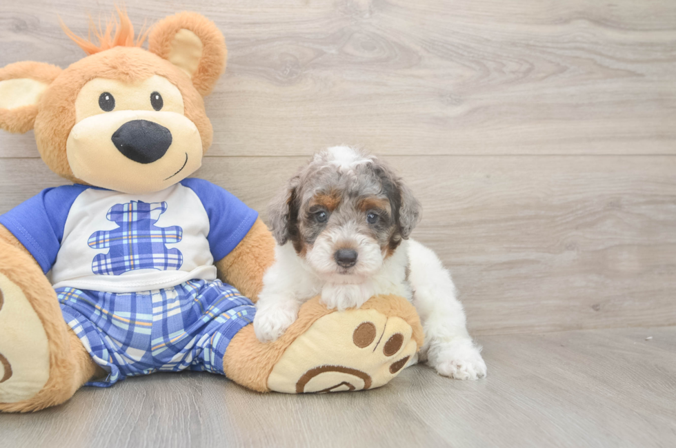 5 week old Poodle Puppy For Sale - Simply Southern Pups