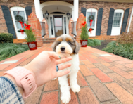 9 week old Poodle Puppy For Sale - Simply Southern Pups