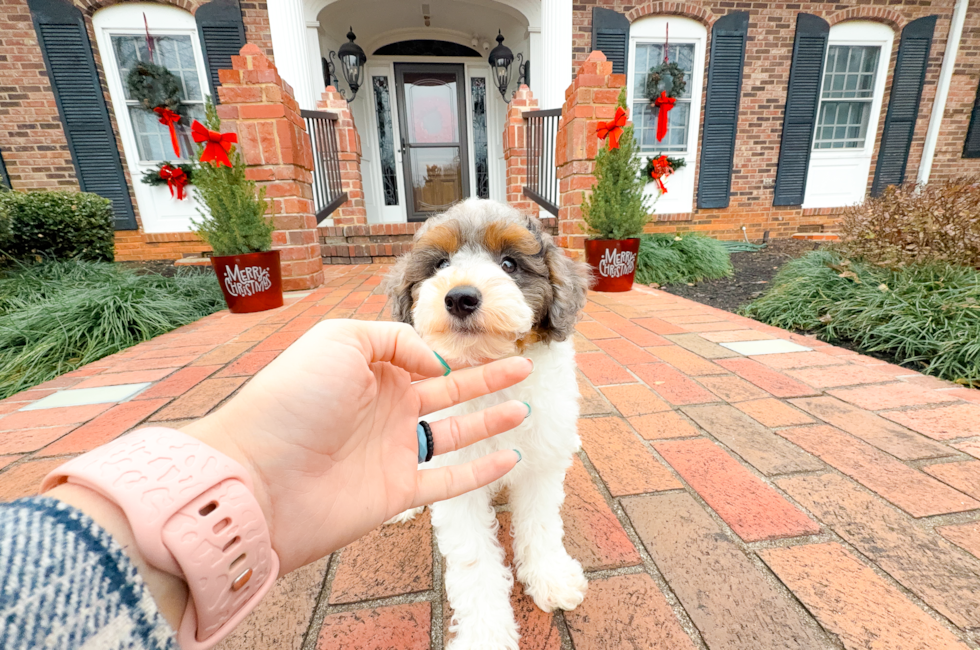 9 week old Poodle Puppy For Sale - Simply Southern Pups