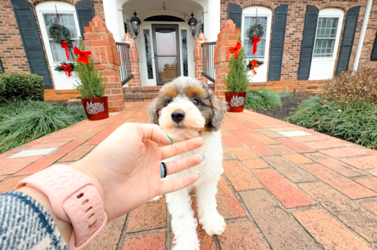 Cute Caniche Purebred Puppy