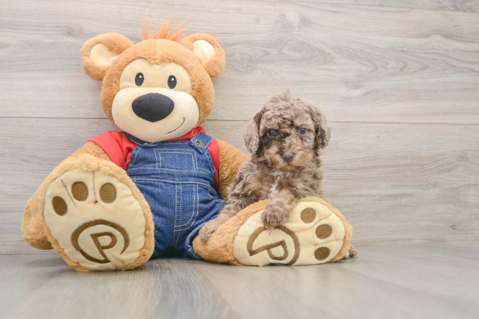 Poodle Pup Being Cute