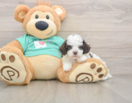 6 week old Poodle Puppy For Sale - Simply Southern Pups