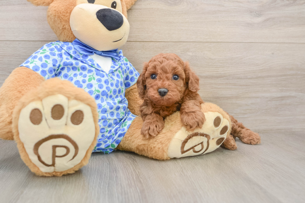 Petite Pooodle Purebred Puppy