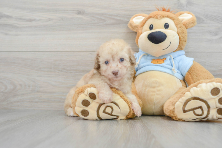 Akc Registered Poodle Purebred Pup