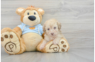Funny Poodle Purebred Pup