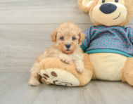 6 week old Poodle Puppy For Sale - Simply Southern Pups