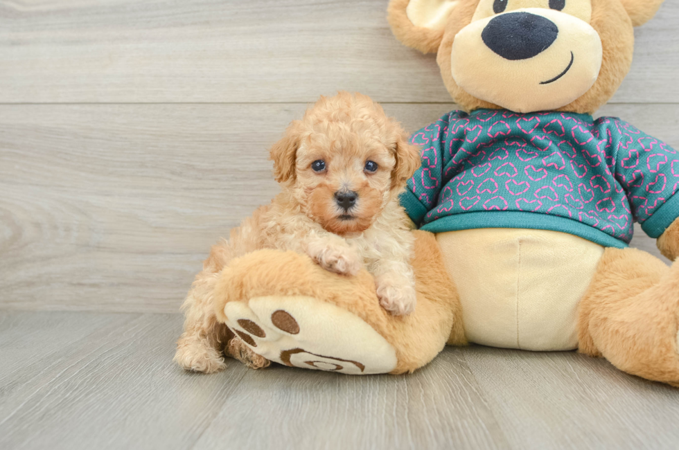 6 week old Poodle Puppy For Sale - Simply Southern Pups
