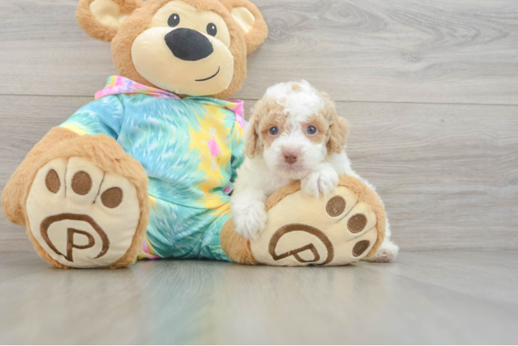 Best Poodle Baby