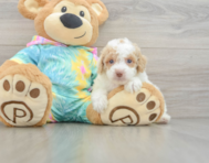 7 week old Poodle Puppy For Sale - Simply Southern Pups