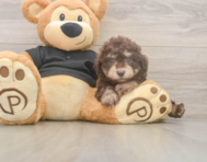 7 week old Poodle Puppy For Sale - Simply Southern Pups