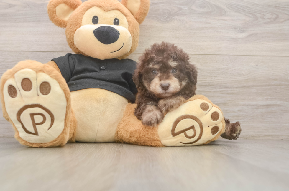 6 week old Poodle Puppy For Sale - Simply Southern Pups