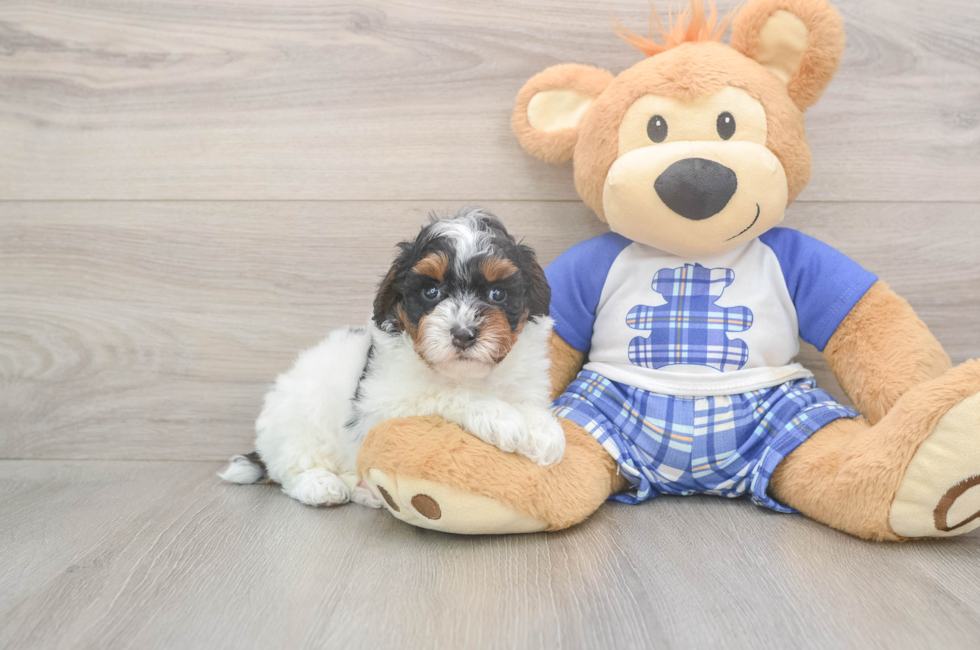 5 week old Poodle Puppy For Sale - Simply Southern Pups