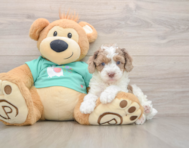 7 week old Poodle Puppy For Sale - Simply Southern Pups