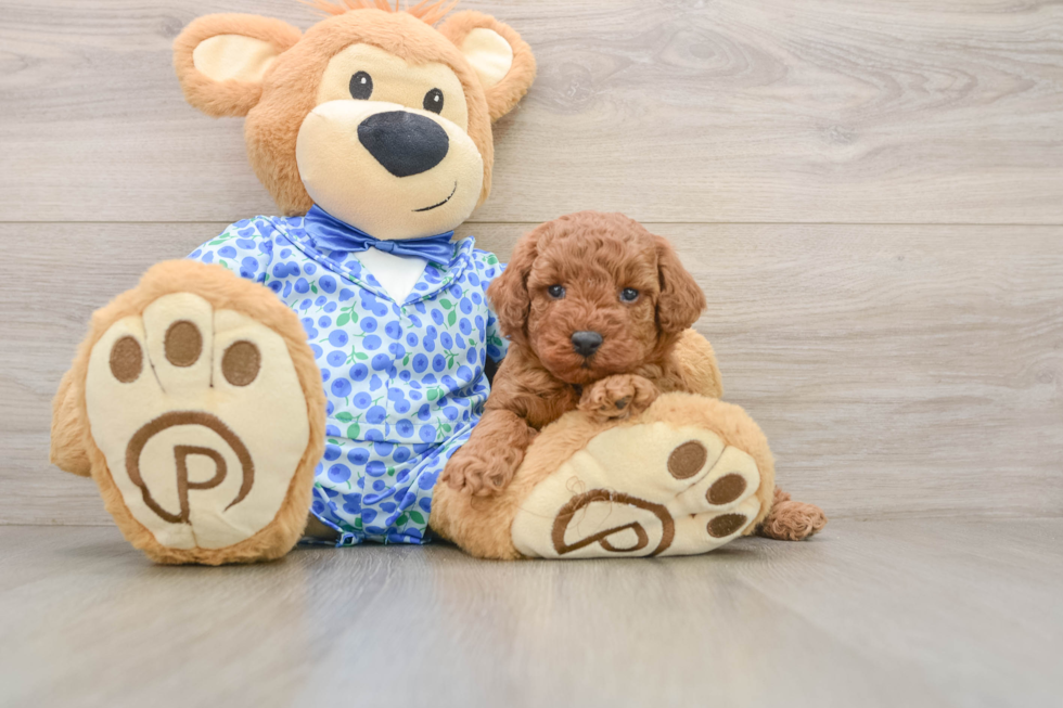 Poodle Puppy for Adoption