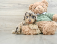 8 week old Poodle Puppy For Sale - Simply Southern Pups