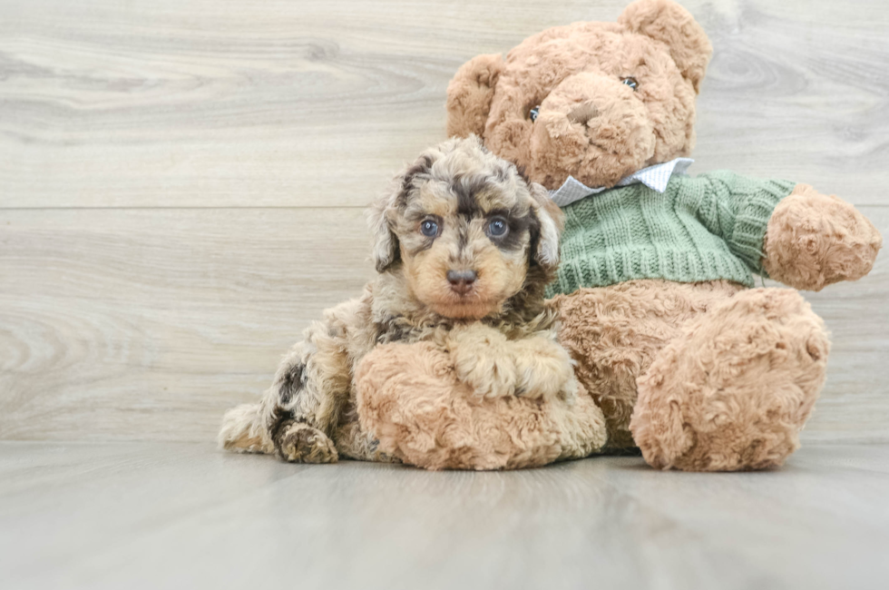 8 week old Poodle Puppy For Sale - Simply Southern Pups