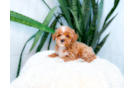 Best Poodle Baby