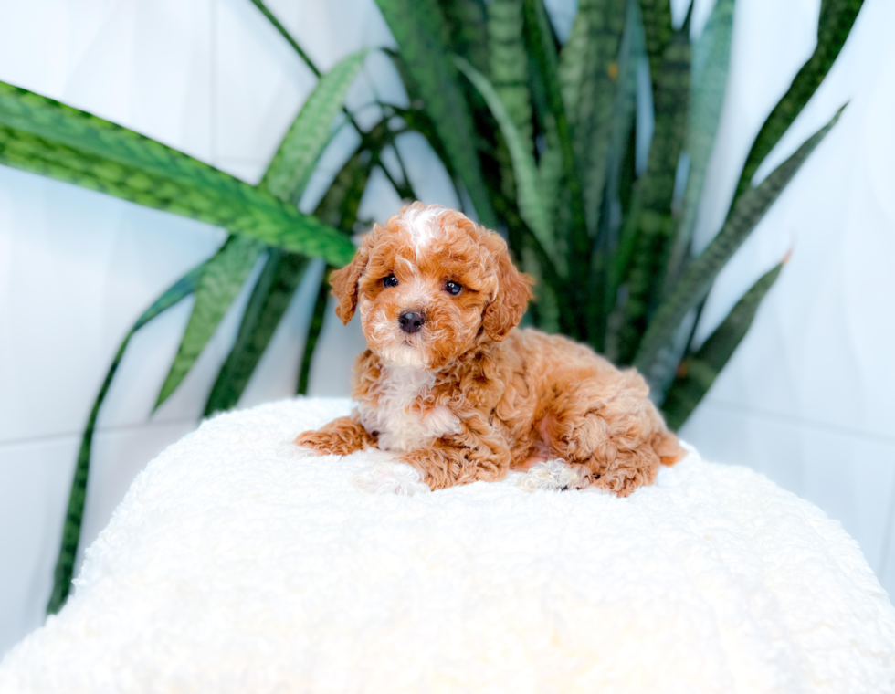 Best Poodle Baby