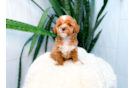 Poodle Pup Being Cute