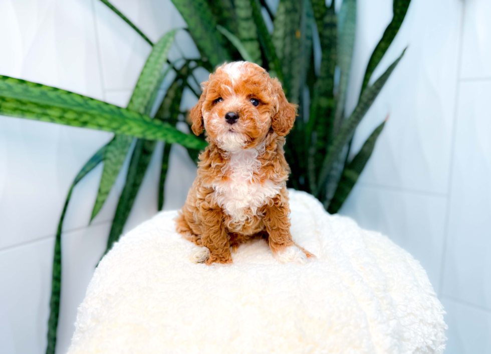 Poodle Pup Being Cute