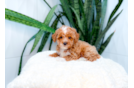 Poodle Pup Being Cute