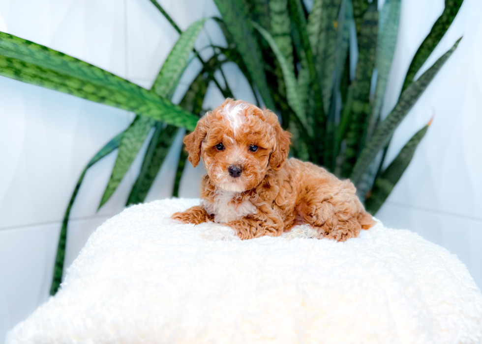 Poodle Pup Being Cute
