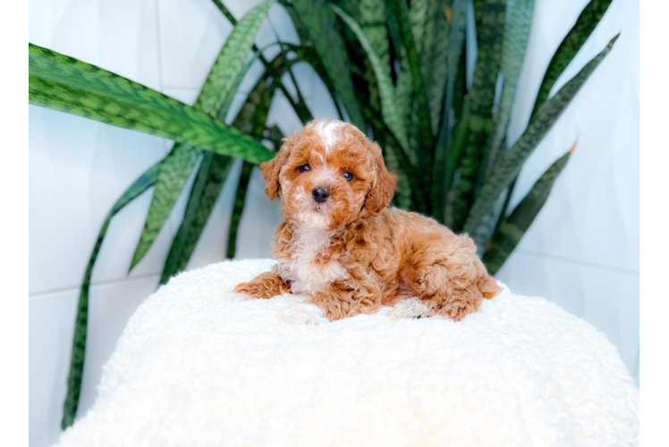 Best Poodle Baby