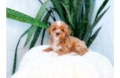 Best Poodle Baby