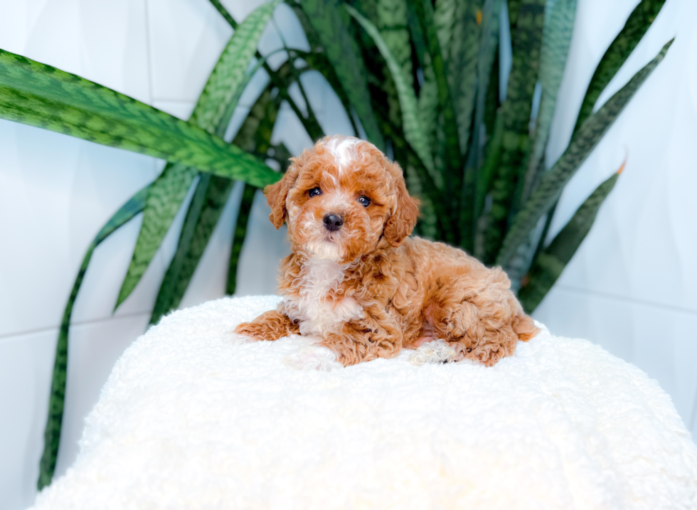 Best Poodle Baby