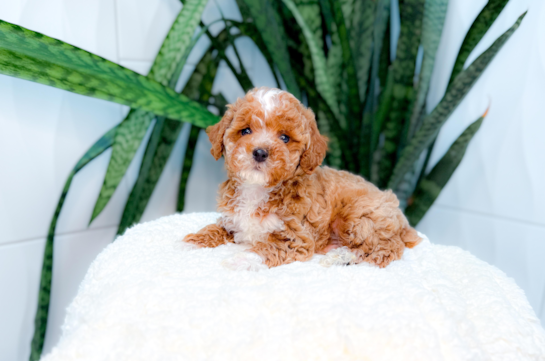 Best Poodle Baby