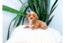 Cute Caniche Purebred Puppy