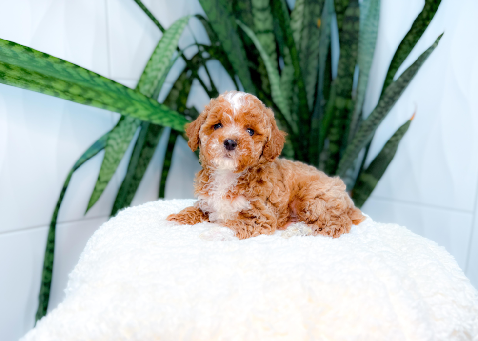 Cute Caniche Purebred Puppy