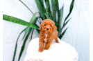 Cute Poodle Purebred Pup