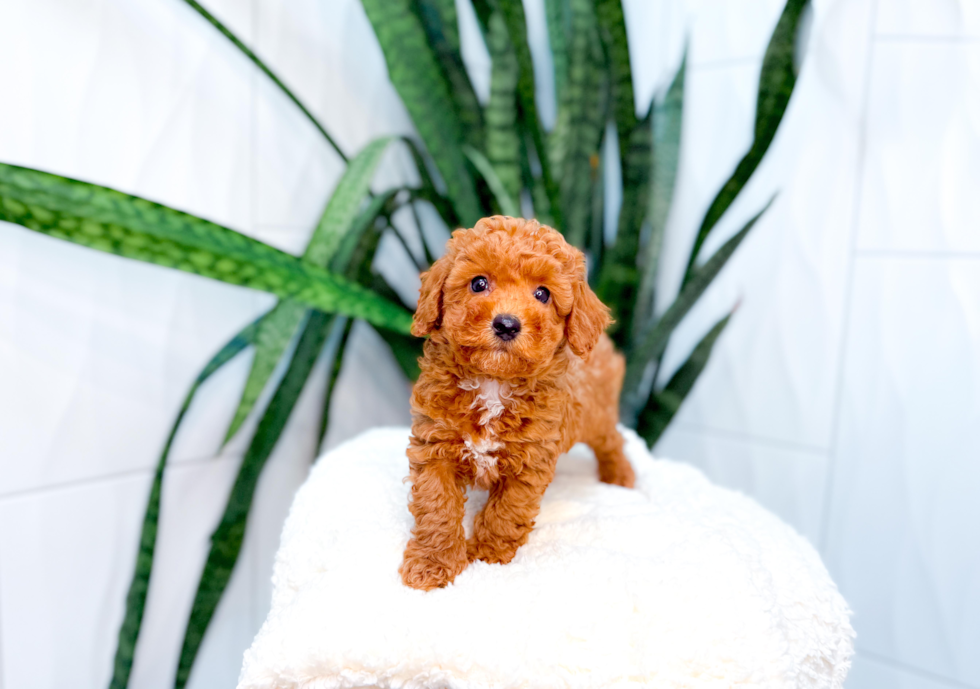 Cute Poodle Purebred Pup
