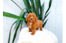 Poodle Pup Being Cute