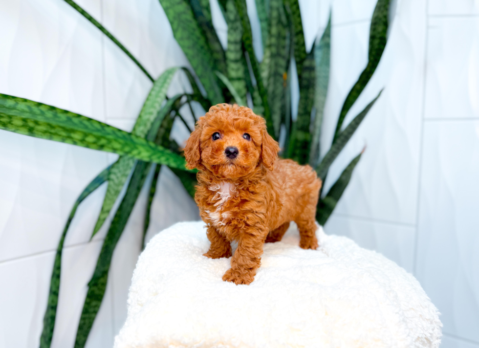 Poodle Pup Being Cute