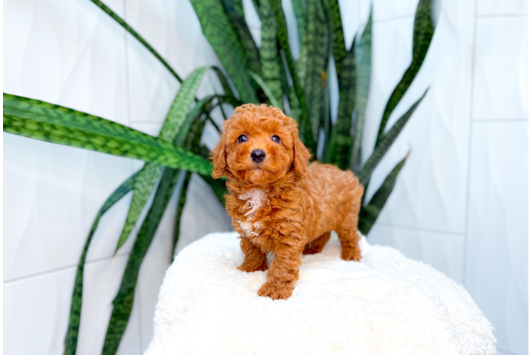 Cute Poodle Purebred Pup