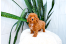 Cute Poodle Purebred Pup