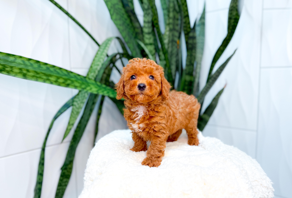 Cute Poodle Purebred Pup