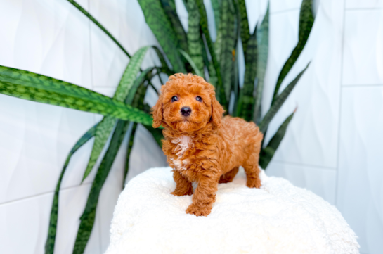 Cute Poodle Purebred Pup