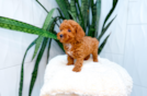 Best Poodle Baby