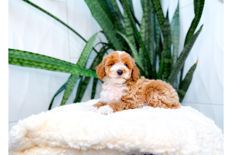 Poodle Pup Being Cute