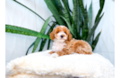 Poodle Pup Being Cute